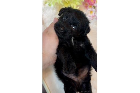 成約済の埼玉県のミックス犬-378583の9枚目