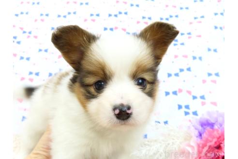 成約済の千葉県のパピヨン-374742の2枚目