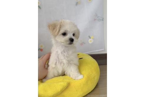 成約済の福岡県のミックス犬-372150の5枚目