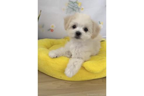 成約済の福岡県のミックス犬-372150の4枚目