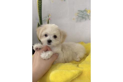 成約済の福岡県のミックス犬-372150の3枚目