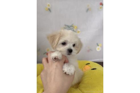 成約済の福岡県のミックス犬-372150の2枚目