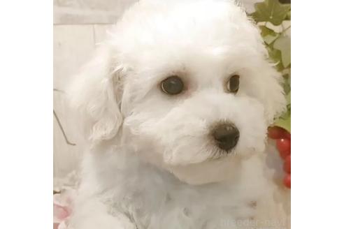 成約済の愛知県のビションフリーゼ-370297の9枚目