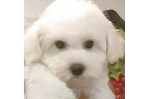 成約済の愛知県のビションフリーゼ-370297の7枚目