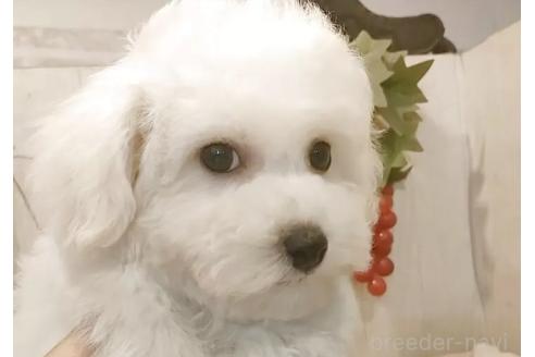 成約済の愛知県のビションフリーゼ-370297の6枚目
