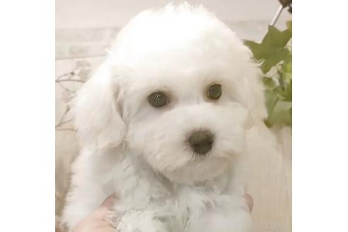 成約済の愛知県のビションフリーゼ-370297の4枚目