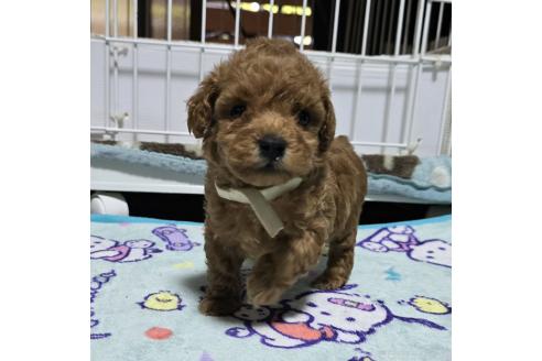 成約済の岡山県のトイプードル-374258の12枚目