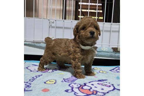 成約済の岡山県のトイプードル-374258の11枚目