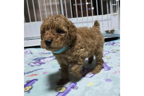 成約済の岡山県のトイプードル-374260の21枚目