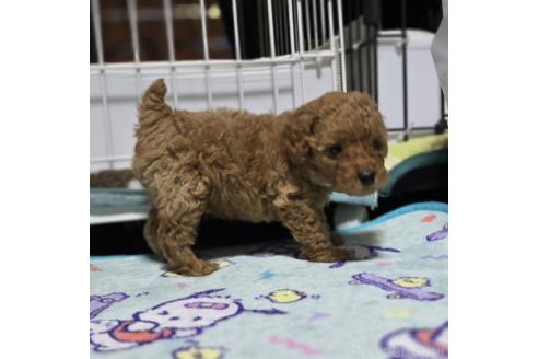 成約済の岡山県のトイプードル-374260の20枚目