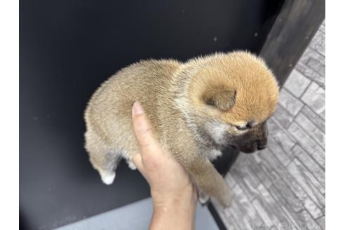 成約済の岡山県の豆柴-378633の4枚目