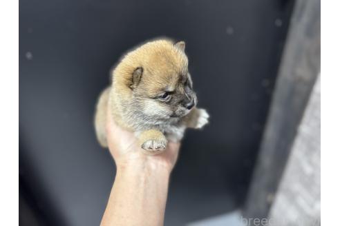 成約済の岡山県の豆柴-378634の4枚目