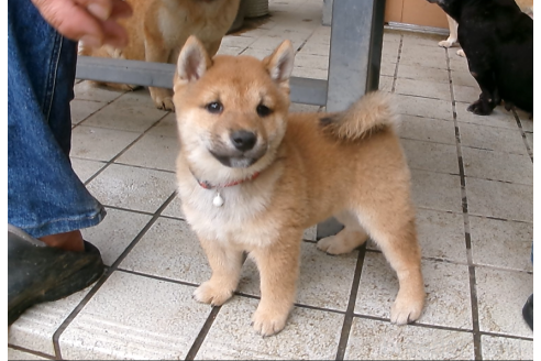 成約済の佐賀県の豆柴-378385の2枚目
