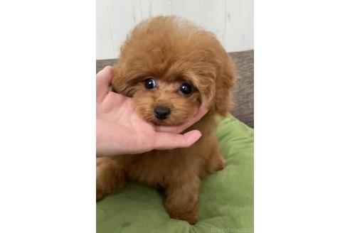 成約済の愛知県のティーカッププードル-365580の8枚目