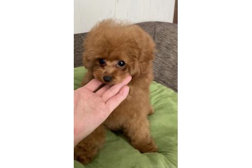 成約済の愛知県のティーカッププードル-365580の7枚目