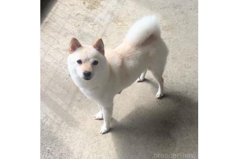 しらすちゃん1枚目