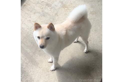 しらすちゃん1枚目