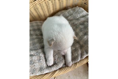成約済の静岡県の豆柴-378674の3枚目