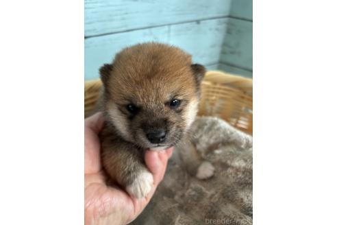 成約済の静岡県の豆柴-378675の5枚目