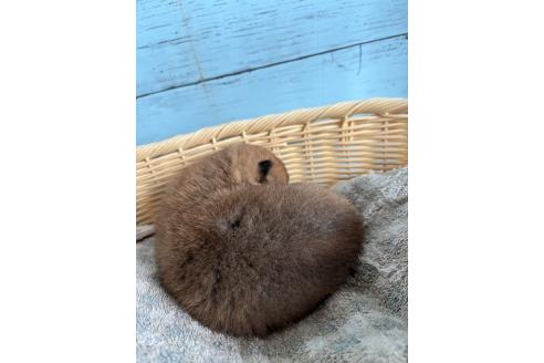 成約済の静岡県の豆柴-378675の3枚目
