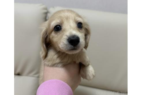 成約済の栃木県のミニチュアダックスフンド(ロングヘアード)-377838の2枚目