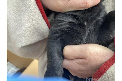 成約済の福島県のラブラドールレトリーバー-378690の2枚目