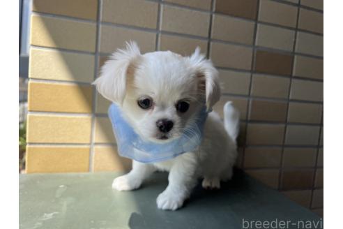 販売中の埼玉県のミックス犬-377176の9枚目