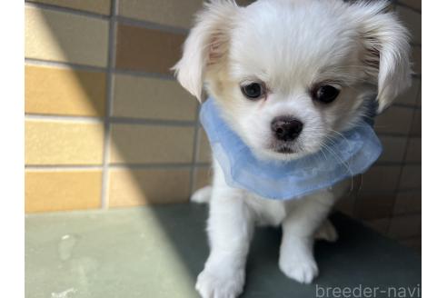 販売中の埼玉県のミックス犬-377176の7枚目