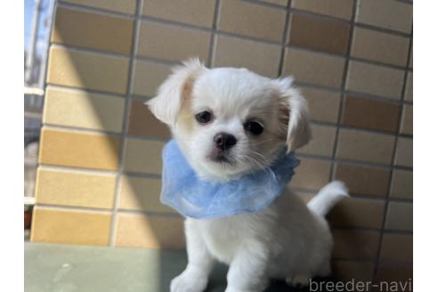販売中の埼玉県のミックス犬-377176の6枚目