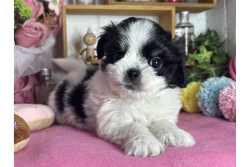 成約済の神奈川県のチワマル:チワワ×マルチーズ-373988の1枚目