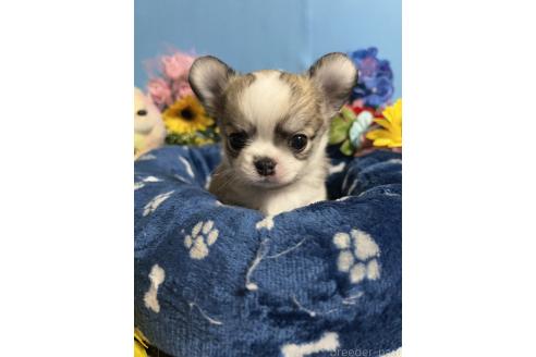 成約済の福岡県のチワワ(ロングコート)-378712の3枚目