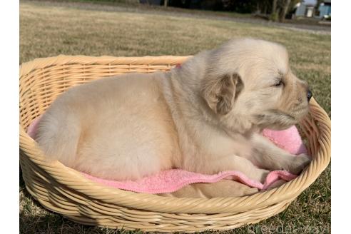 成約済の茨城県のゴールデンレトリーバー-378717の18枚目