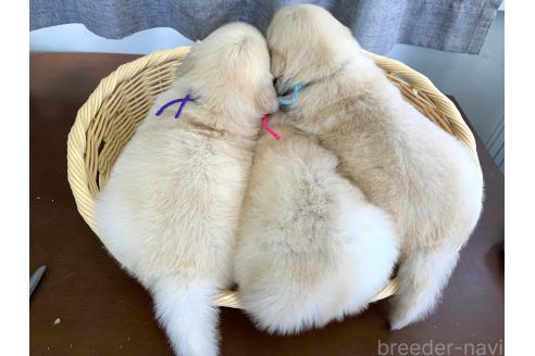 成約済の茨城県のゴールデンレトリーバー-378717の13枚目