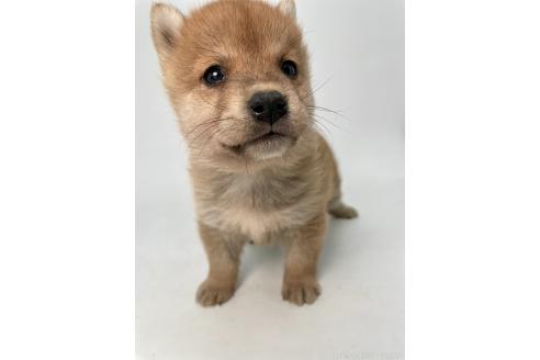 成約済の千葉県の柴犬-378729