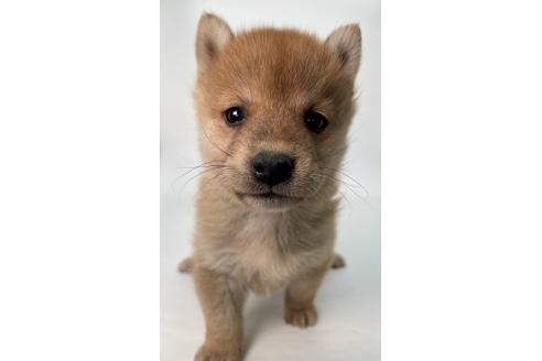 成約済の千葉県の柴犬-378729の17枚目