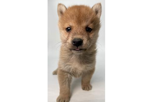 成約済の千葉県の柴犬-378729の16枚目