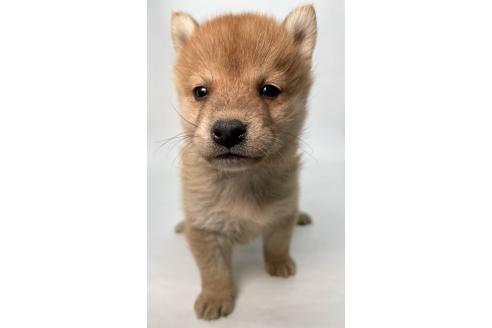 成約済の千葉県の柴犬-378729の15枚目