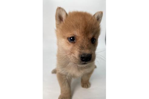 成約済の千葉県の柴犬-378729の14枚目