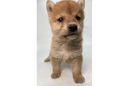 成約済の千葉県の柴犬-378729の13枚目