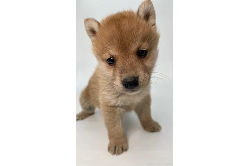 成約済の千葉県の柴犬-378729の12枚目