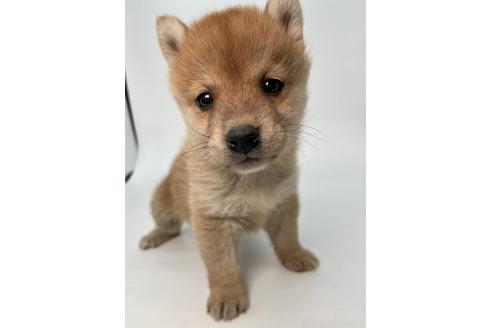 成約済の千葉県の柴犬-378729の11枚目
