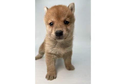 成約済の千葉県の柴犬-378729の10枚目