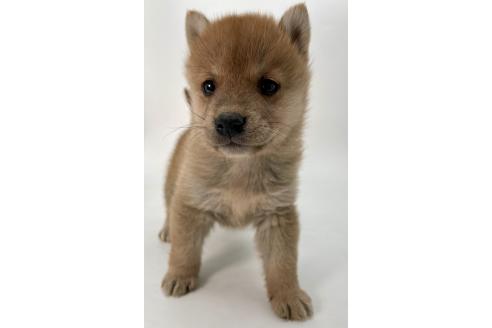 成約済の千葉県の柴犬-378729の9枚目