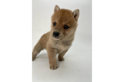 成約済の千葉県の柴犬-378729の8枚目