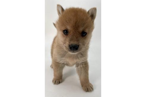 成約済の千葉県の柴犬-378729の7枚目