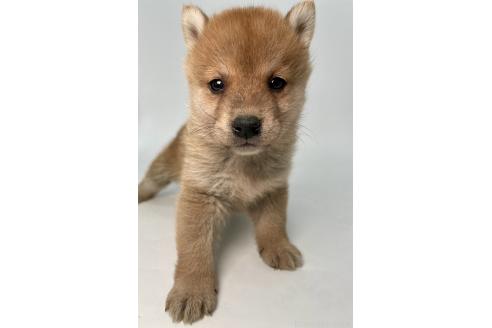 成約済の千葉県の柴犬-378729の6枚目