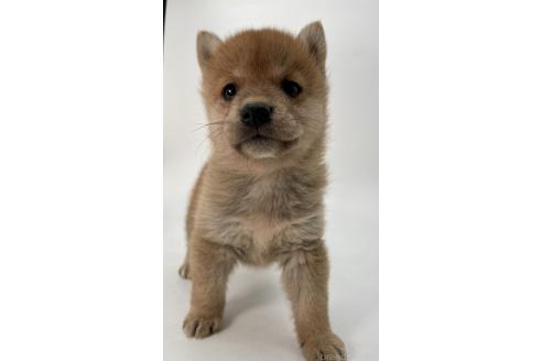 成約済の千葉県の柴犬-378729の5枚目