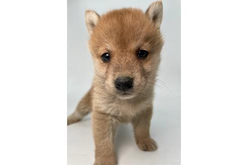成約済の千葉県の柴犬-378729の4枚目