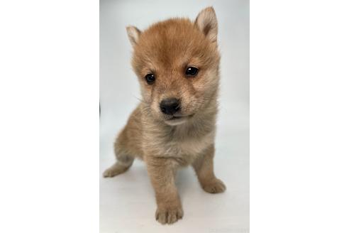 成約済の千葉県の柴犬-378729の3枚目