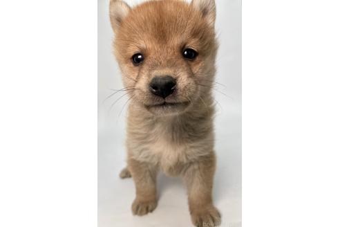 成約済の千葉県の柴犬-378729の2枚目